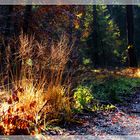 Abendsonne im Novemberwald