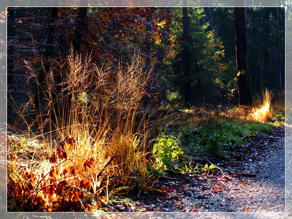 Abendsonne im Novemberwald