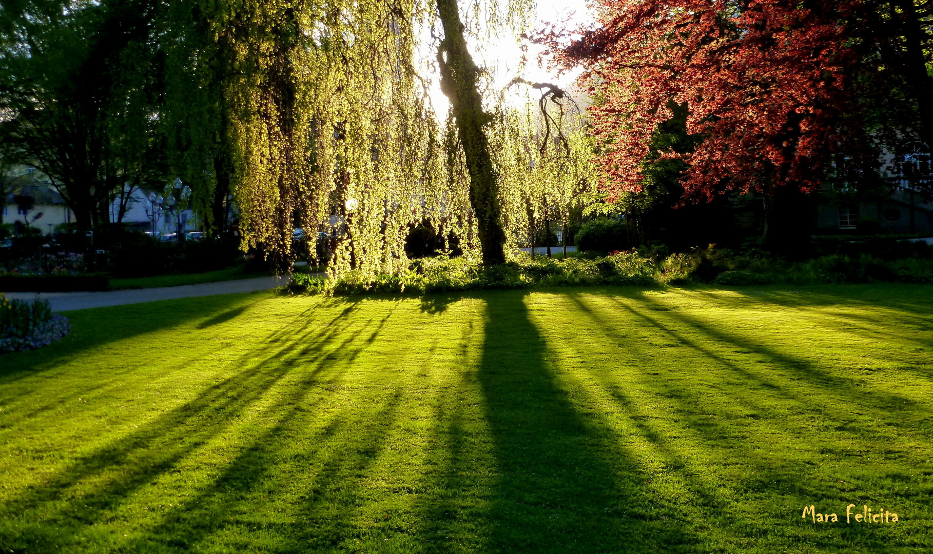 ABENDSONNE IM  PARK