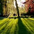 ABENDSONNE IM  PARK