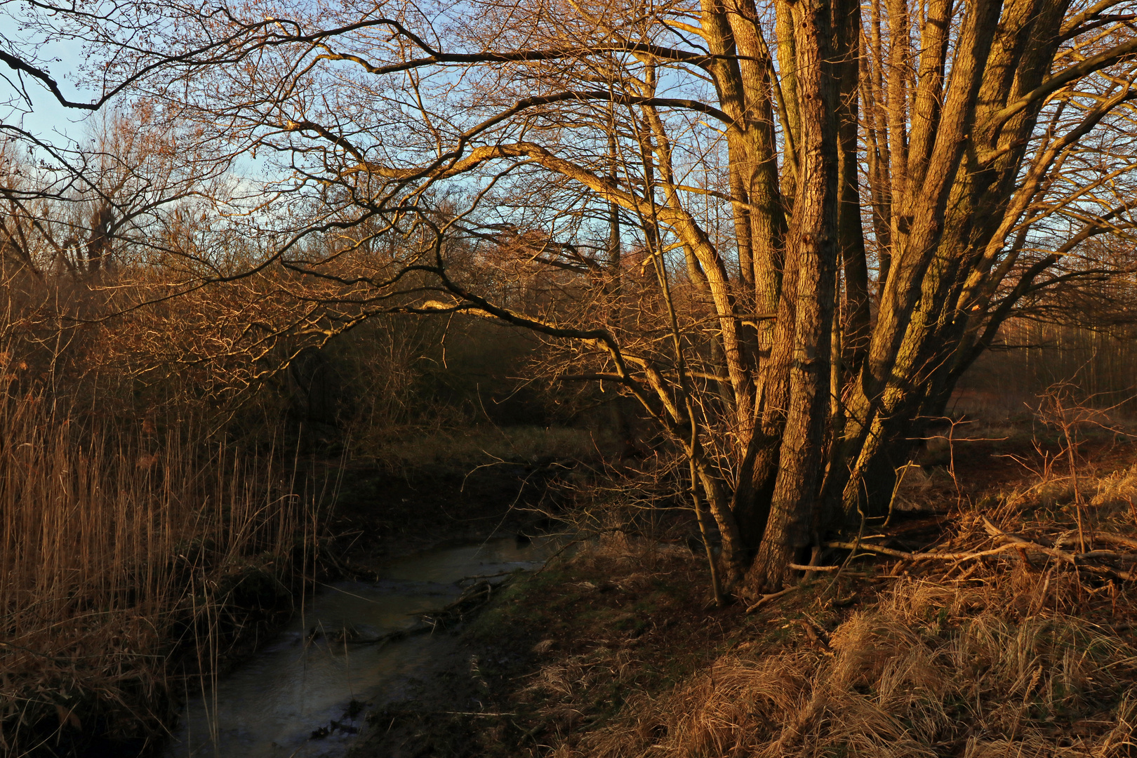 Abendsonne im Rohrbruch