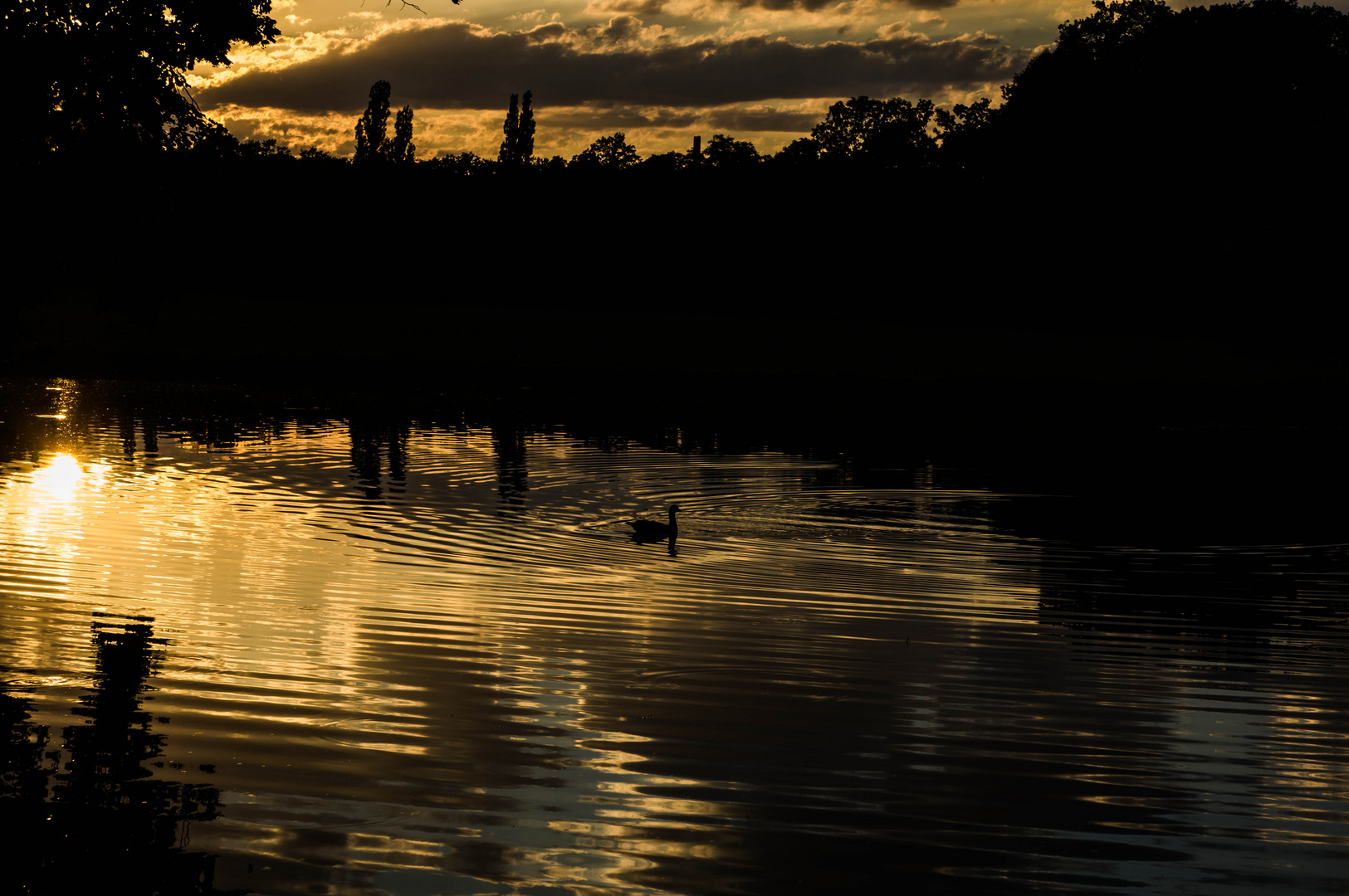 Abendsonne im Schönbusch