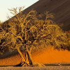 Abendsonne im Sossusvlei