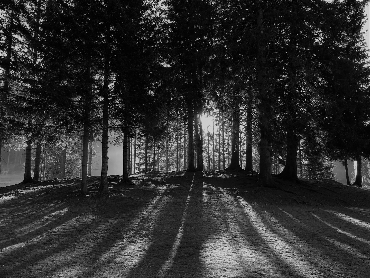 Abendsonne im Spätwinter