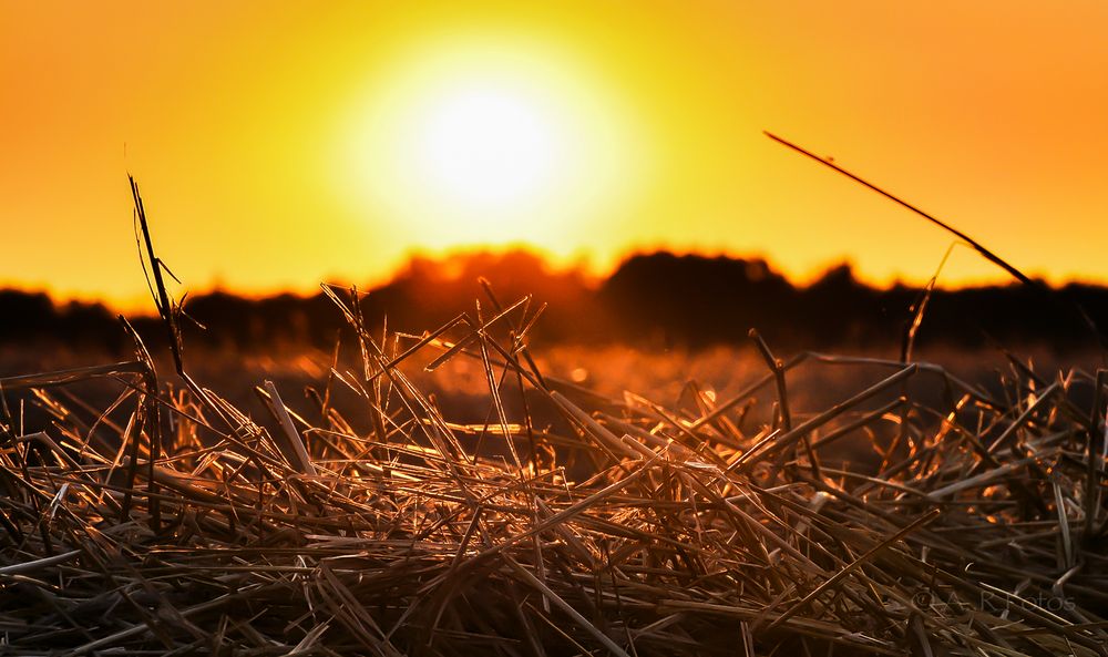 Abendsonne im Stroh