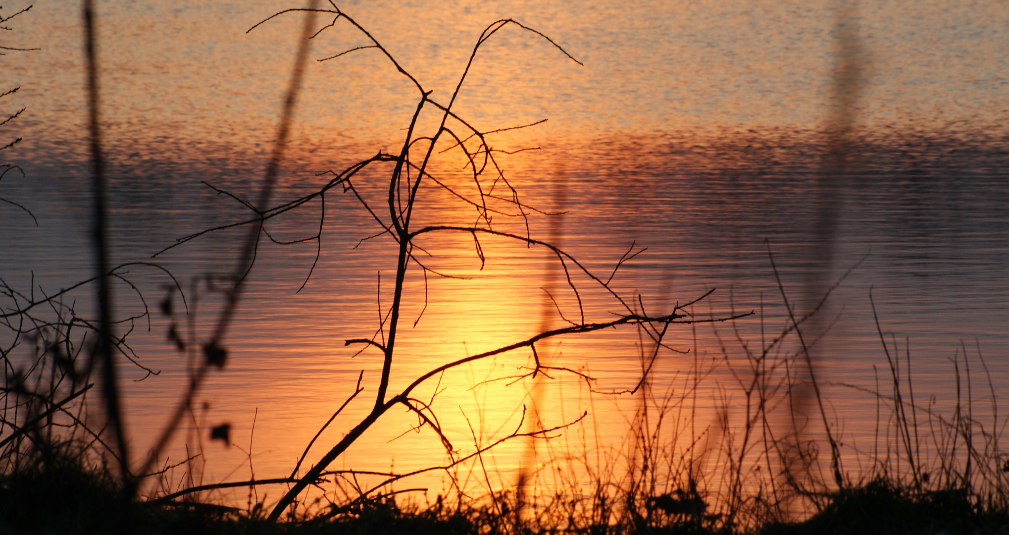 Abendsonne im Teich