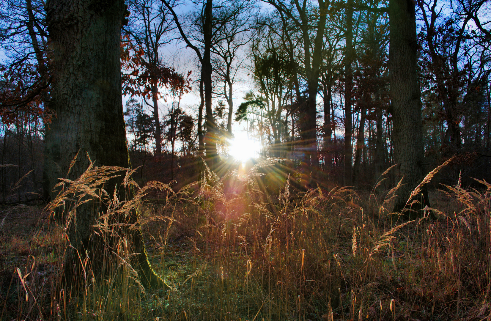 Abendsonne im Wald 