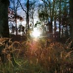 Abendsonne im Wald 