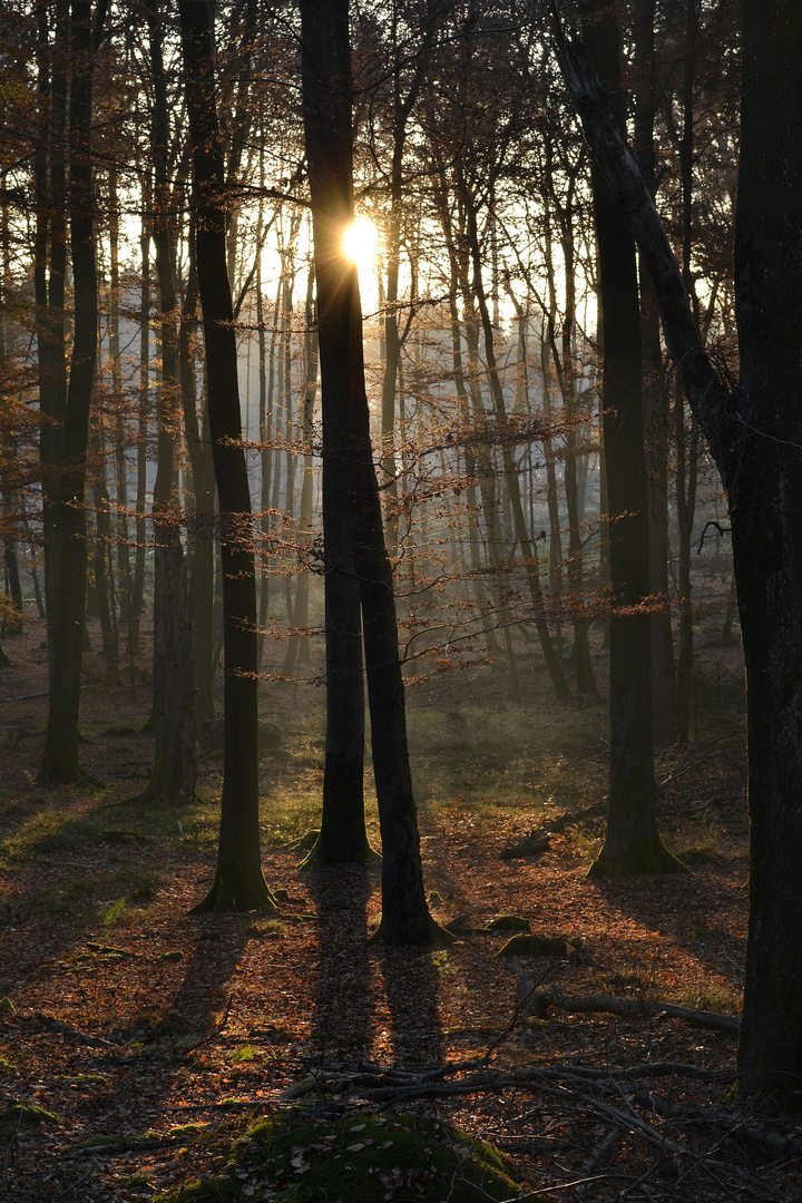 Abendsonne im Wald