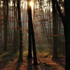 Abendsonne im Wald