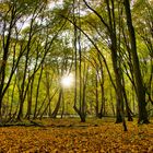 Abendsonne im Wald