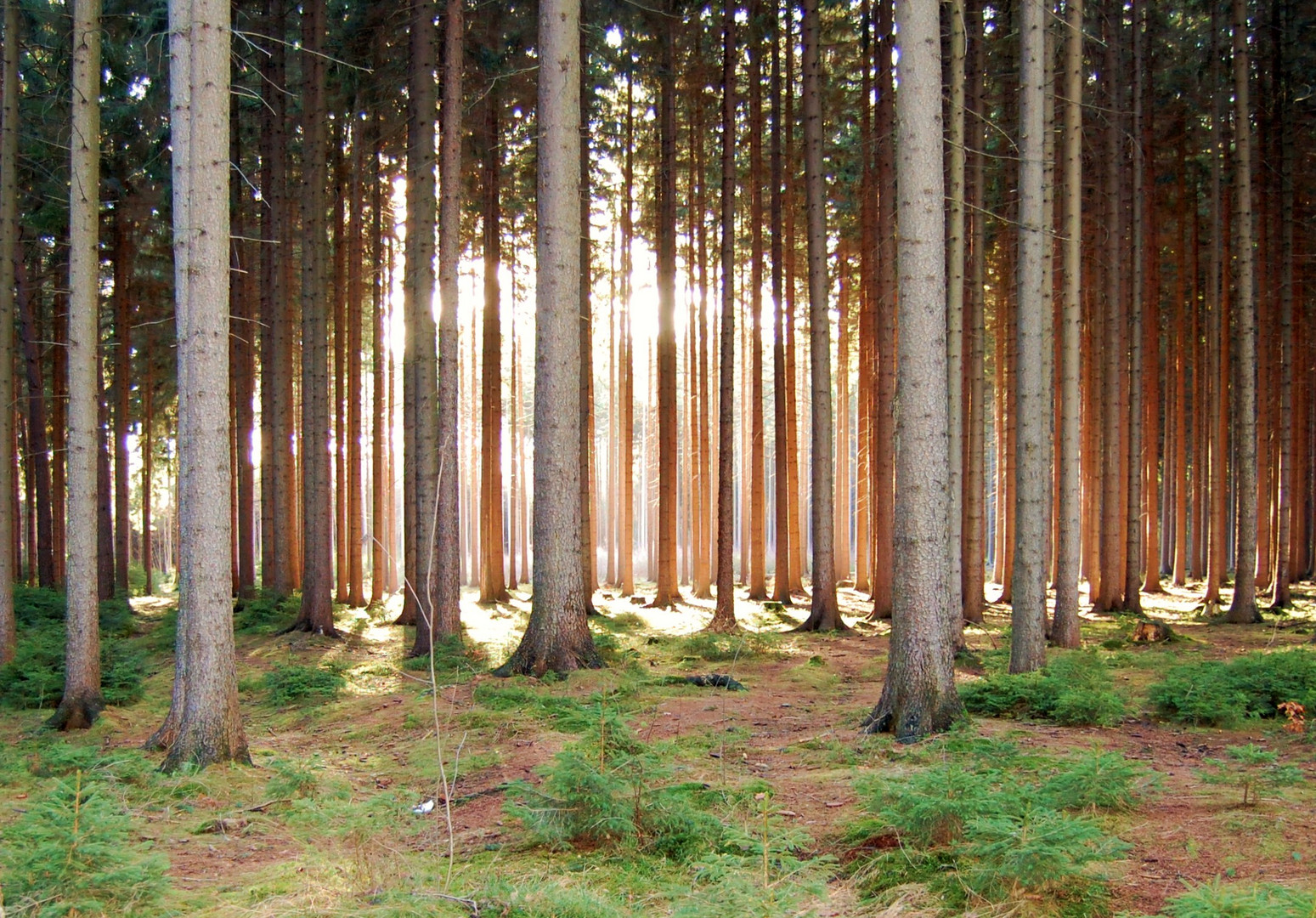 Abendsonne im Wald