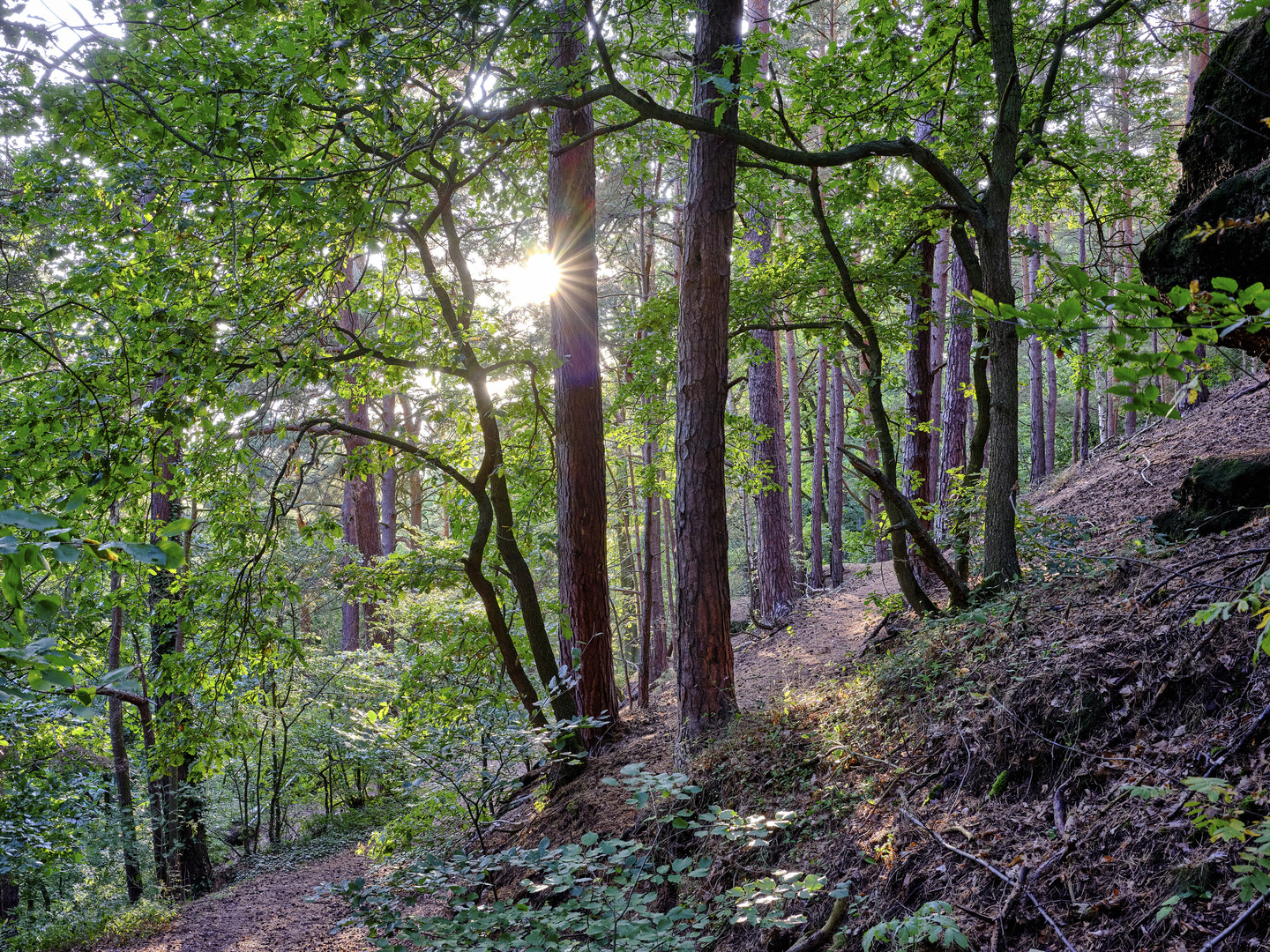 Abendsonne im Wald