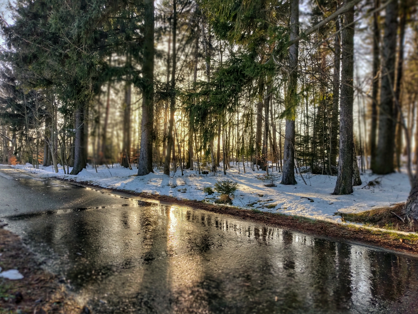 Abendsonne im Wald 