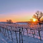 Abendsonne im Weinberg I