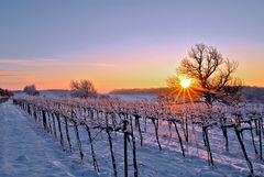 Abendsonne im Weinberg I