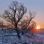 Abendsonne im Weinberg II