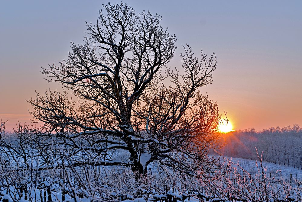 Abendsonne im Weinberg II