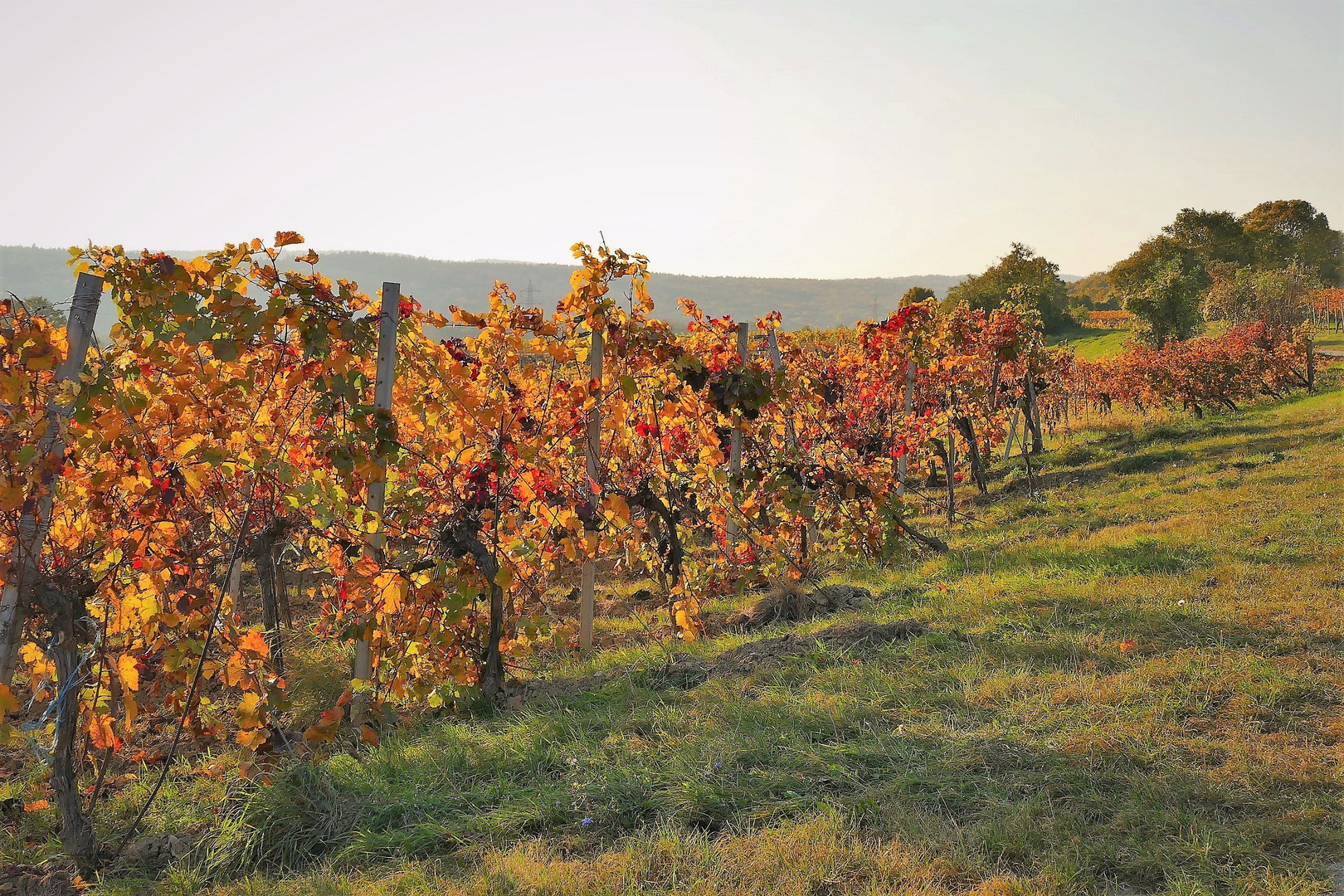 Abendsonne im Weingarten