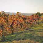 Abendsonne im Weingarten