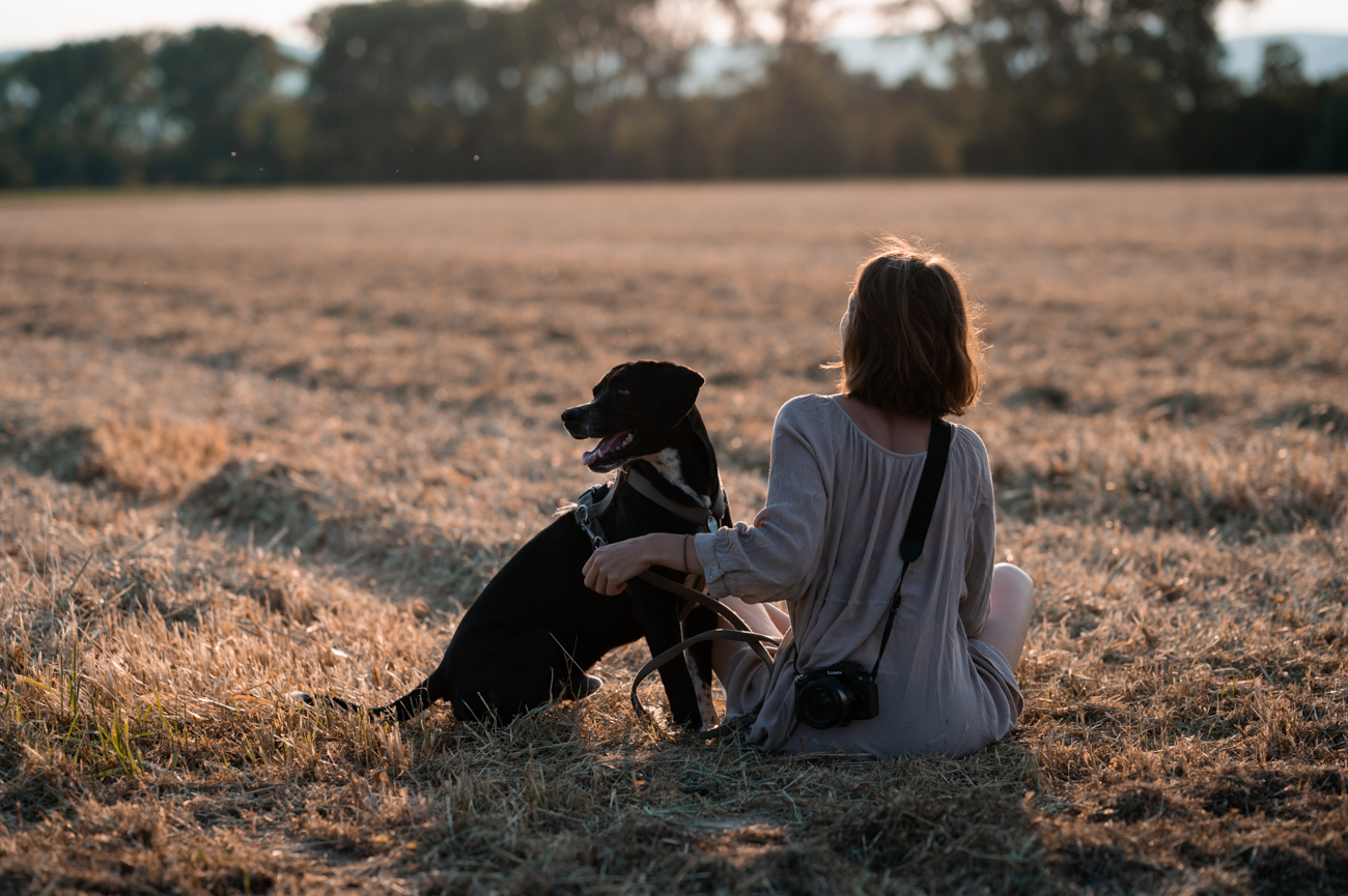 Abendsonne in den Feldern