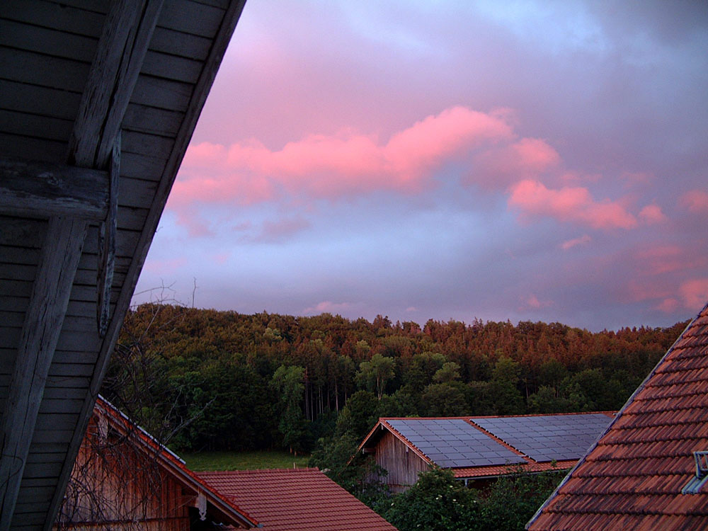 Abendsonne in den Wipfeln