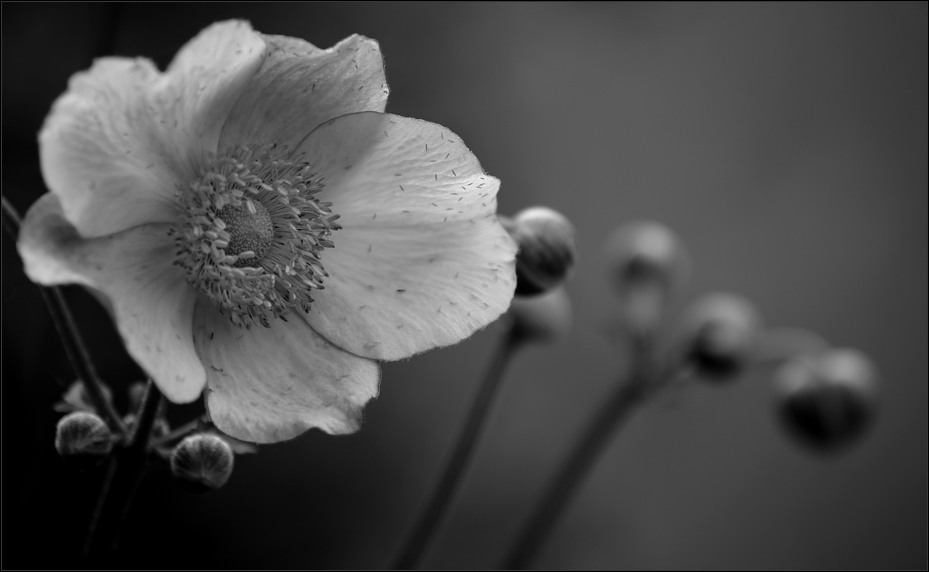 ° abendsonne in der blüte