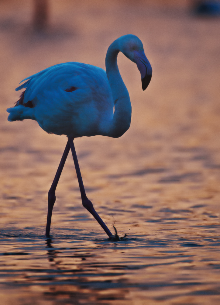 Abendsonne in der Camargue