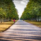 Abendsonne in der Herrenhäuser Allee - Hannover