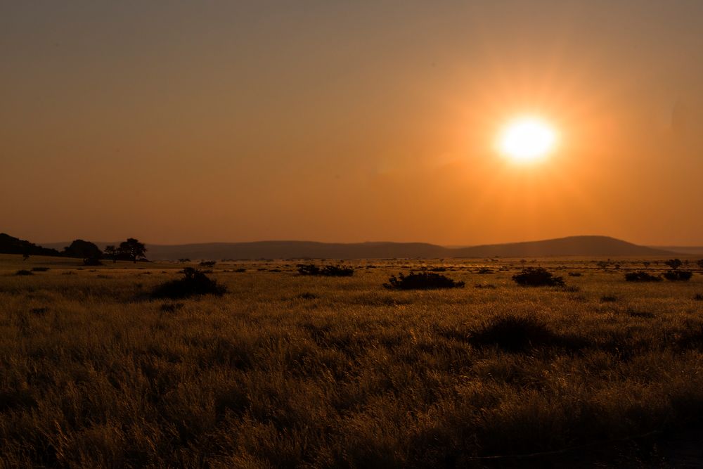 Abendsonne in der Savanne