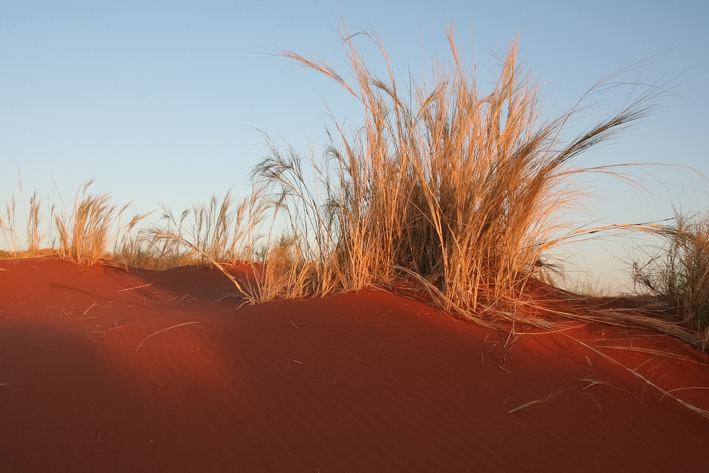 Abendsonne in Namibia #1