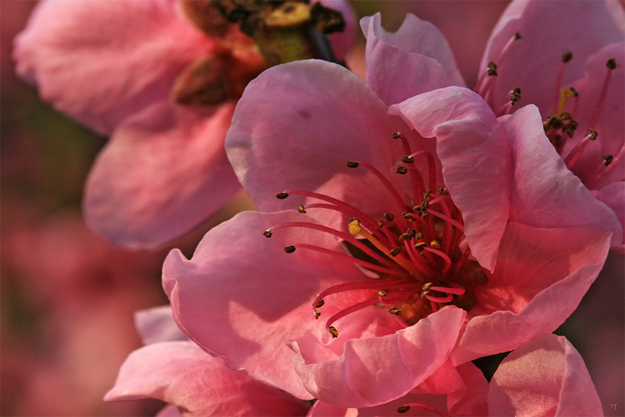 Abendsonne küsst Pfirsichblüte