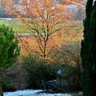 Abendsonne lässt das Buchenlaub aufleuchten