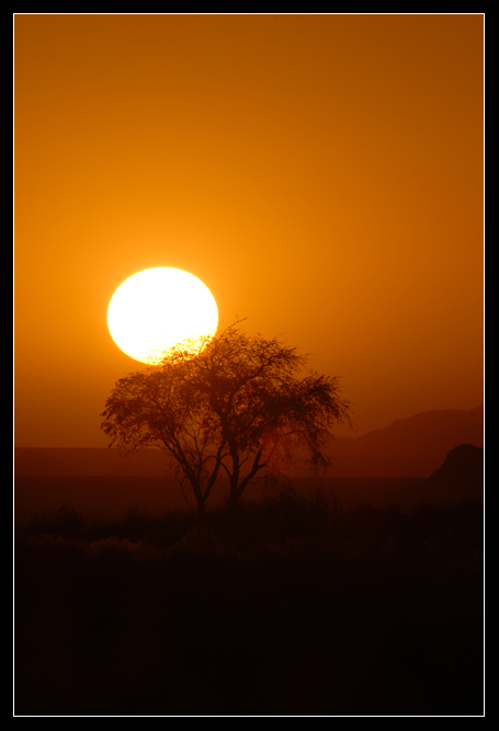 Abendsonne mit Baum