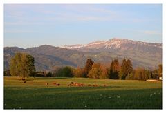 Abendsonne mit Blick richtung Sigriswilergrat