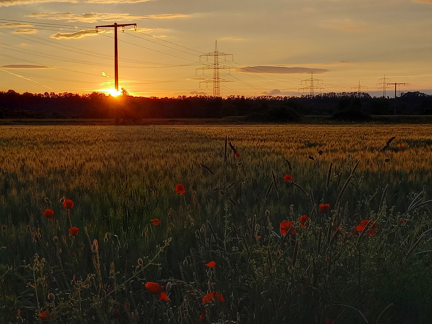 Abendsonne mit Mohn 2