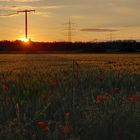 Abendsonne mit Mohn 2