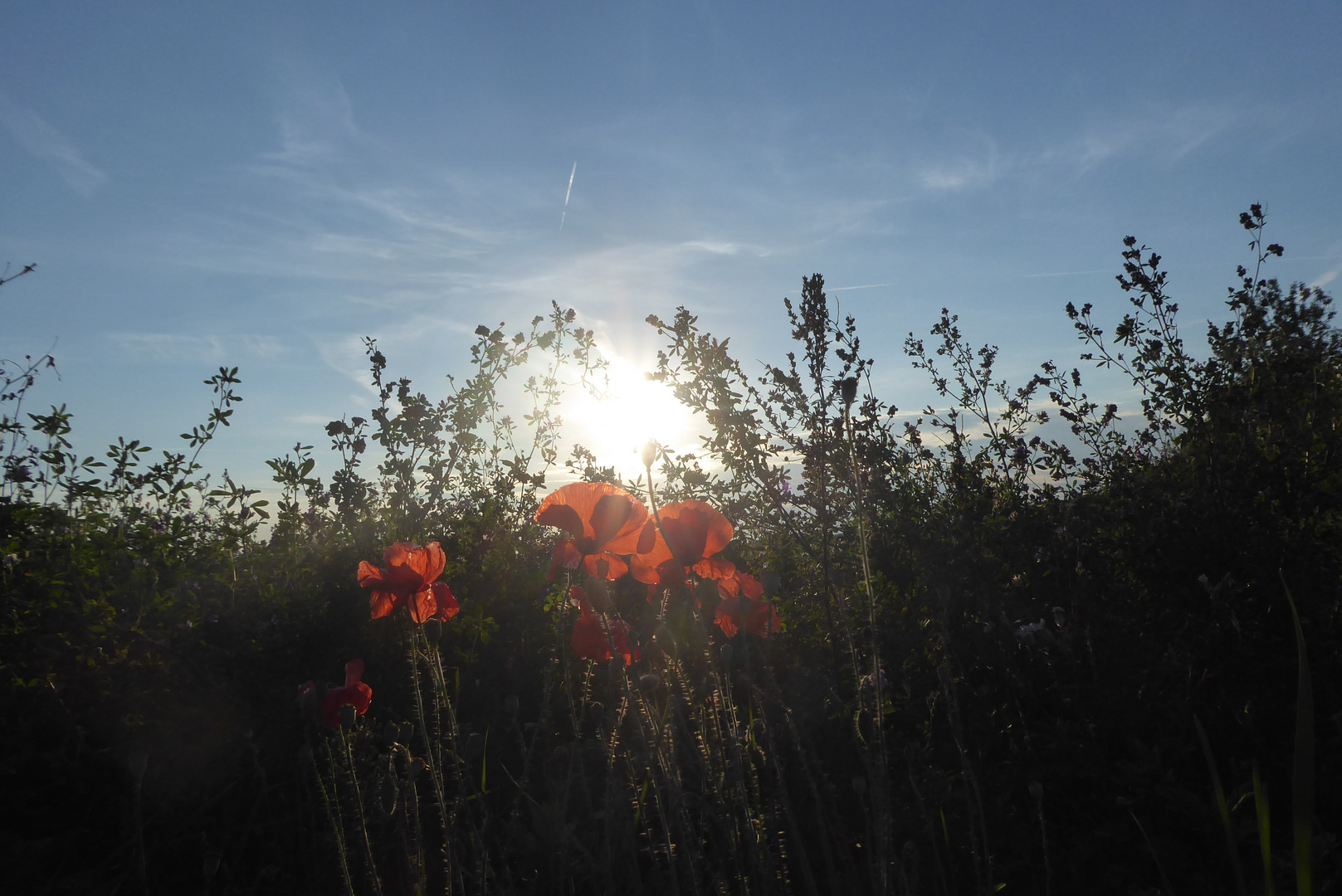 Abendsonne mit Mohnblüten