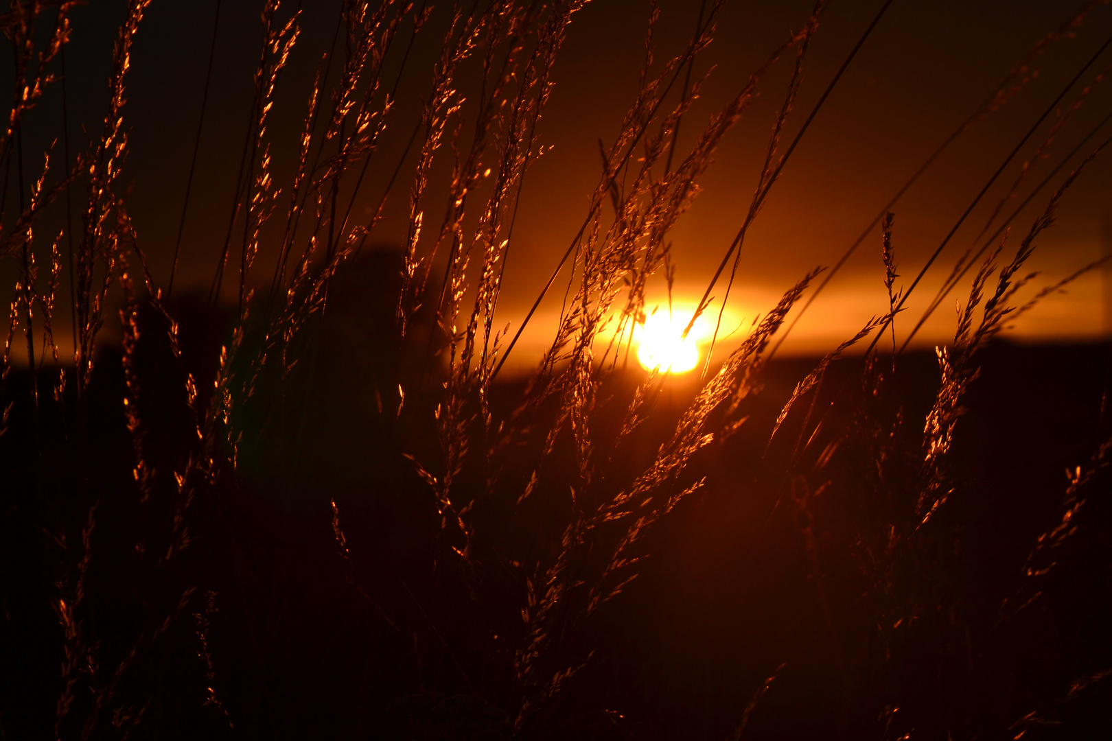Abendsonne scheint durchs Getreide