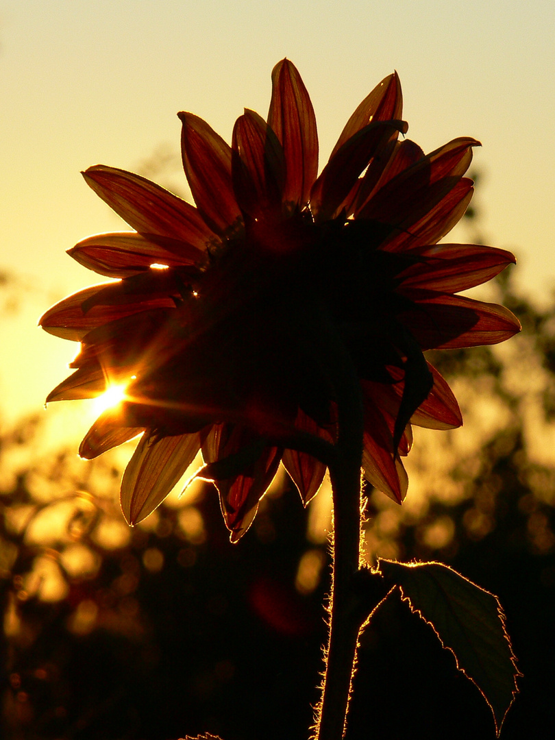 Abendsonne-Sonnenblume