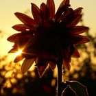 Abendsonne-Sonnenblume