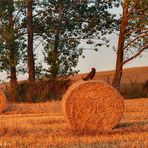 Abendsonne, Strohrollen und Mäusebussard...