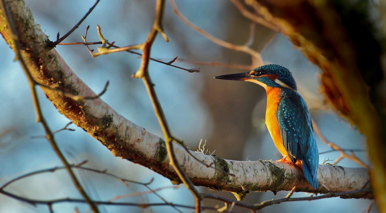 "ABENDSONNE trifft Eisvogel"