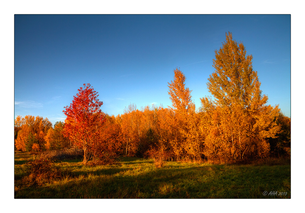 Abendsonne trifft Goldenen Oktober