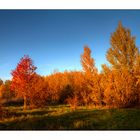 Abendsonne trifft Goldenen Oktober