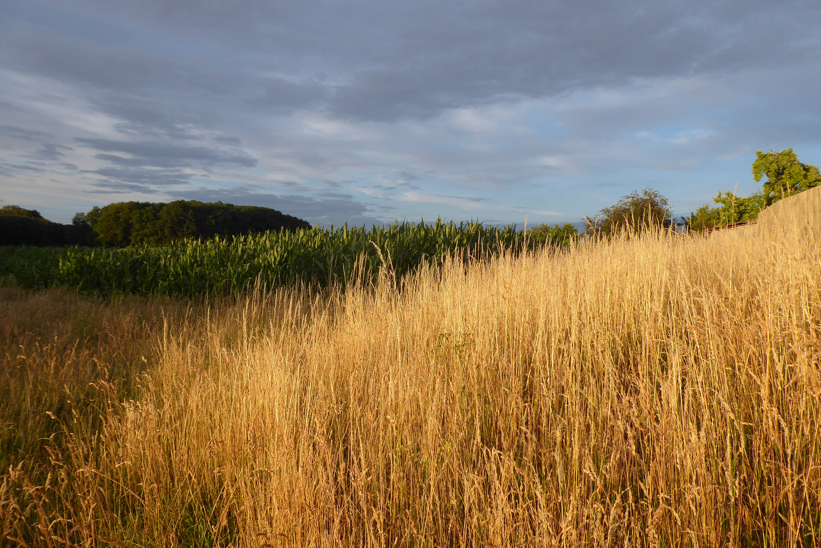 Abendsonne über dem Feld