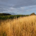 Abendsonne über dem Feld