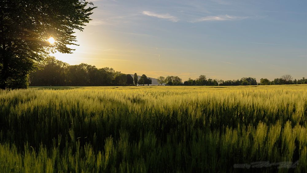 Abendsonne über dem Feld