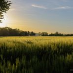 Abendsonne über dem Feld