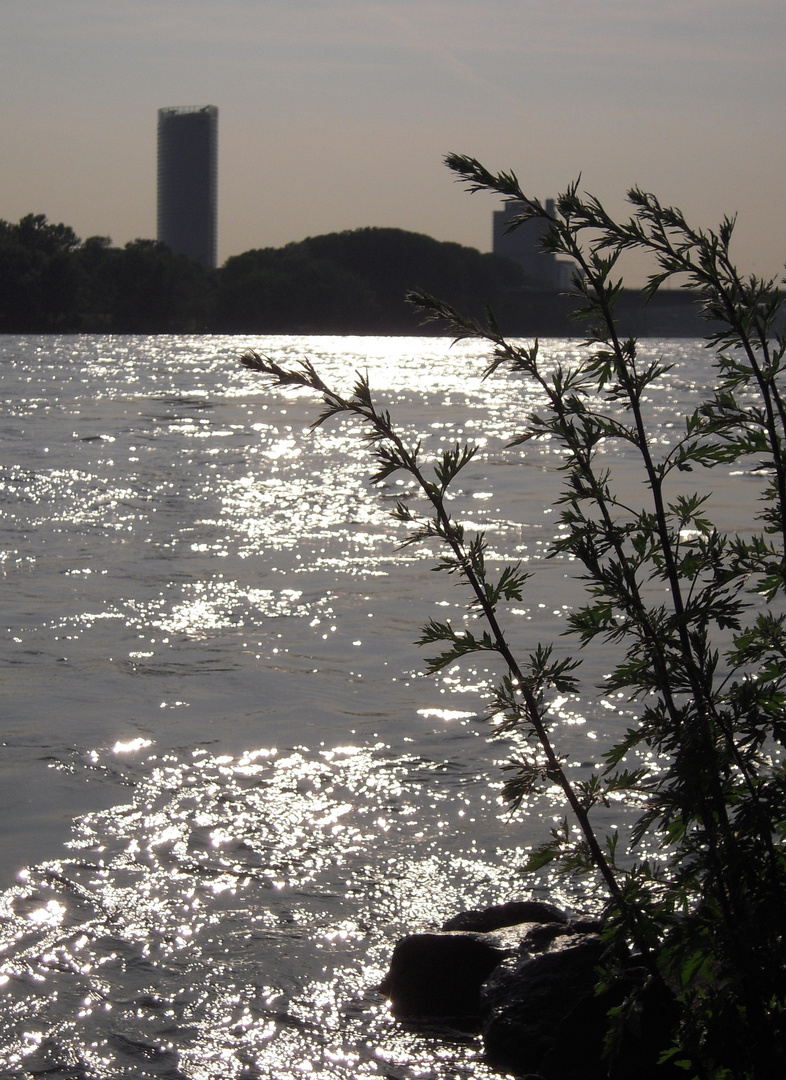 Abendsonne über dem Rhein